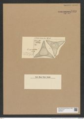 Triceratium murconatum A. Schm. (de-Toni-Nr.: Genus 140, Species 3997) Zeichnungen Sammlung Grunow Nr. 7474 (NHMW-BOT-W0376577)